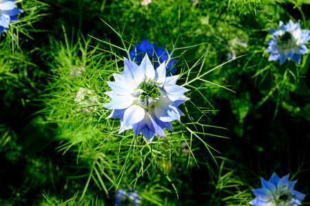 garden blue flower in the sunshine close upの写真素材