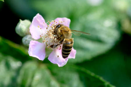 bee and insect on the flower in my garden close up in the sunshineの写真素材