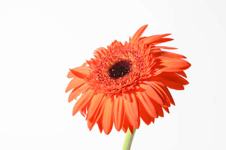 gerber flower close up in the sunshineの写真素材
