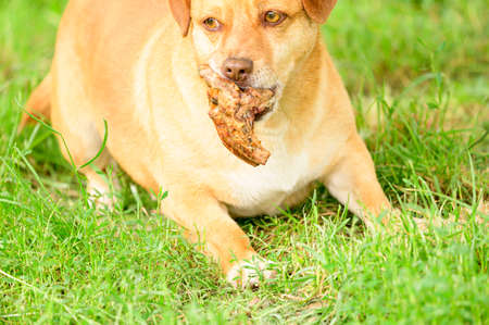 dog brown color in my garden close up