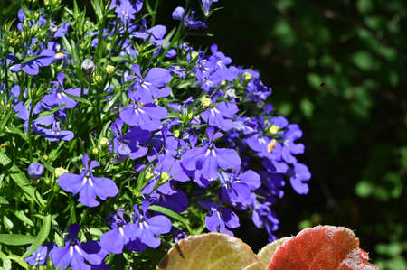 garden flower close up in the bouquet colorful flowerの写真素材