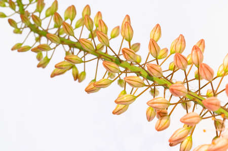 garden flower close up in the sunshineの写真素材