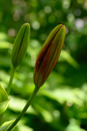 bud lily flower close up in the sunshineの写真素材