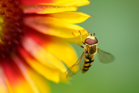 bee very nice insect on the colorful flower in the sunshine