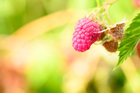 raspberry very nice fresh ripen fruit close up in my gardenの写真素材