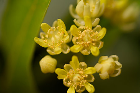linden flower close up very pretty tree blossom