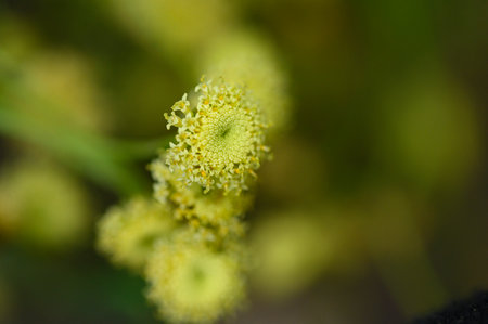small garden flower in the sunhsine close up