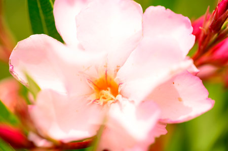 oleander very pretty colorful summer flower in my garden