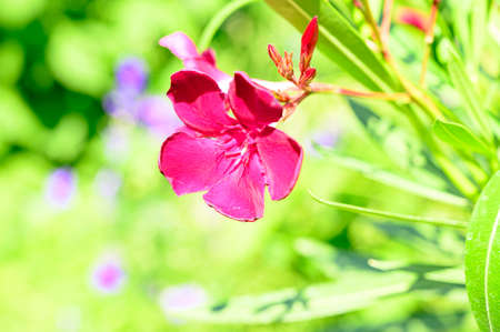 oleander very nice colorful summer garden flower