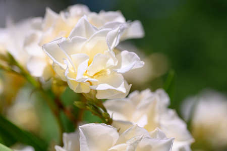 oleander very nice colorful summer garden flower