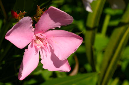 geranium very nice colorful garden summer flower close up