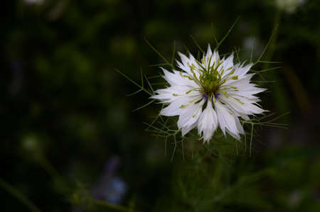 garden white flower close up in the sunshineの写真素材
