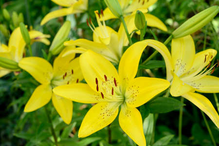 lily garden flower close up in the sunshine