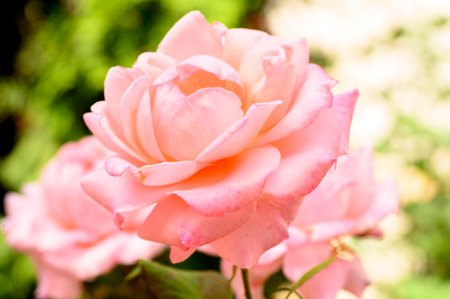 rose very pretty colorful opened garden summer flowerの写真素材