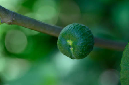 bud flower in the garden close upの写真素材