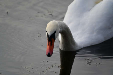 swan very nice bird close up in the river