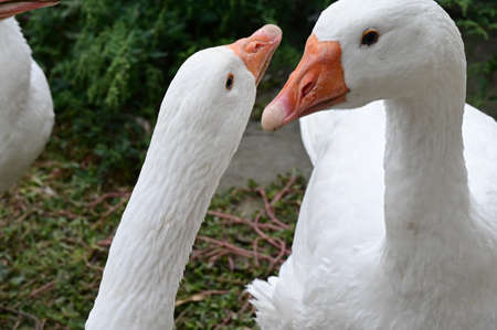 geese very nice animals close upの写真素材