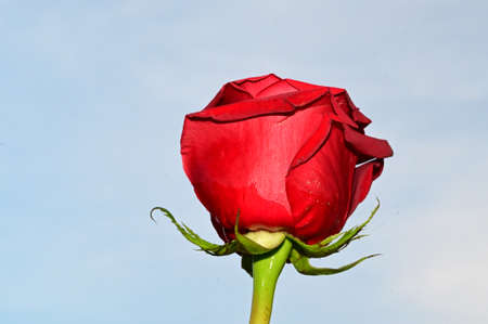 rose very nice colorful opened garden flower close upの写真素材