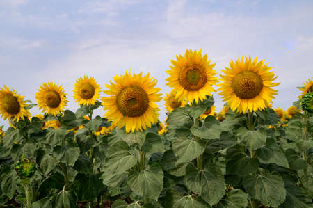 sunflower very nice colorful flower close up in the sunshineの写真素材