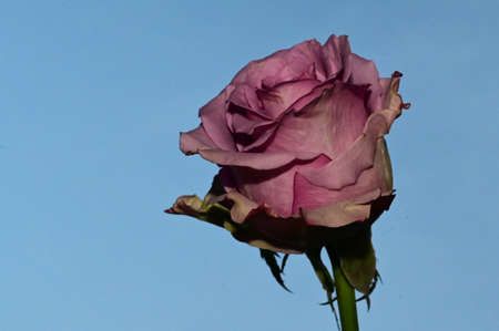 rose very nice colorful garden flower close up in the sunshineの写真素材