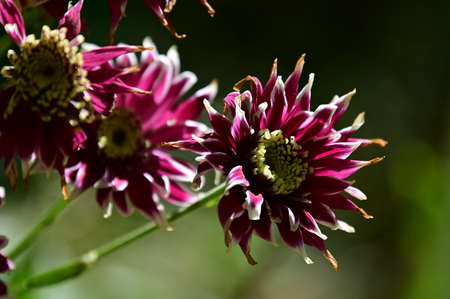 garden flower close up in the sunhineの写真素材