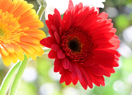 gerber very nice colorful flower close upの写真素材