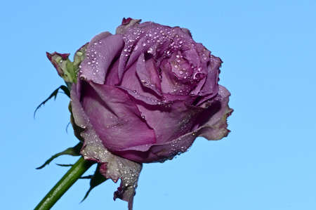rose very pretty colorful garden flower close up in the sunshineの写真素材
