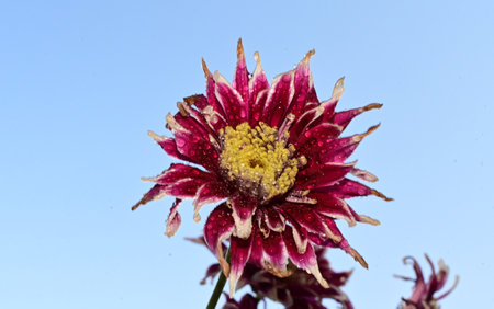 garden flower close up colorful flower in the sunhineの写真素材