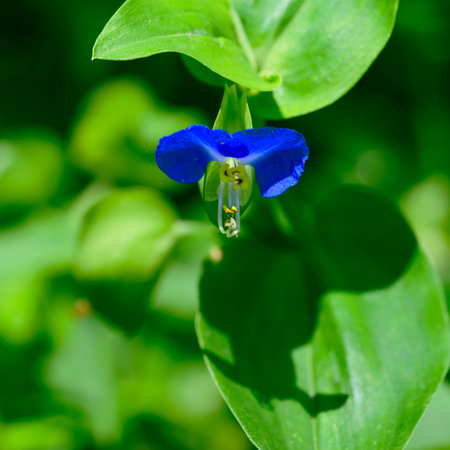garden flower very pretty colorful flower close upの写真素材