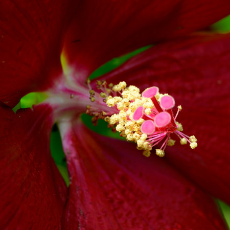hibiscus flower centerpiece close up in the sunhineの写真素材