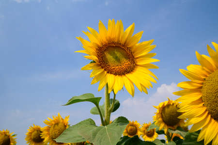 bud sunflower close up in the sunshineの写真素材