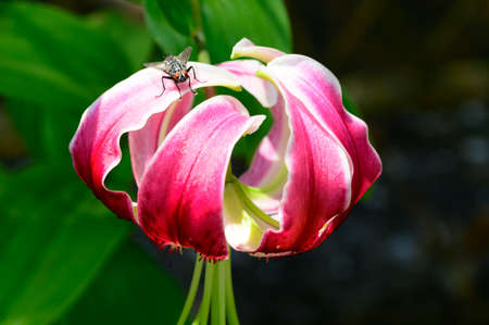 lily flower in my garden and fly in the sunshineの写真素材