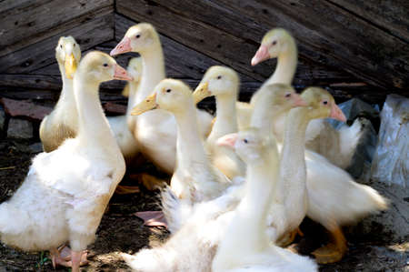 goslings very many animals in my garden close up