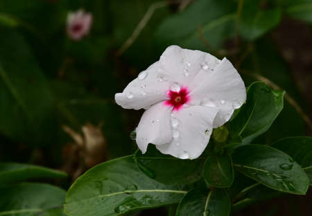 vinka garden flower in the rain close upの写真素材