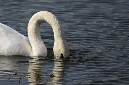 swan very pretty white bird close up in the river