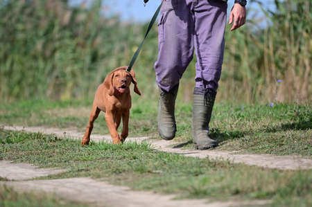 brown dog in the outdoors close upの写真素材