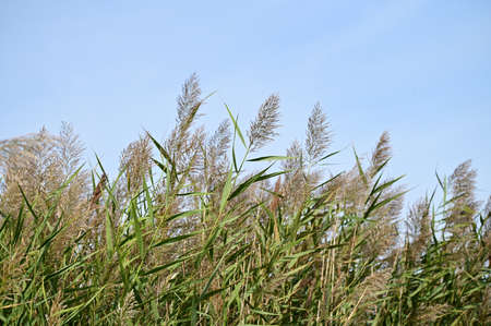 reed flower close up in the nature close up