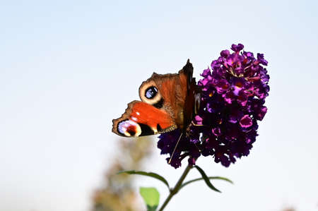 butterfly very nice colorful insect on the flower close upの写真素材