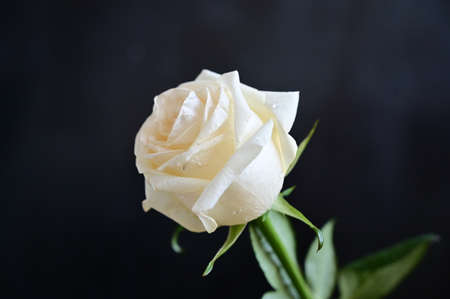 rose very beautiful color garden flower close upの写真素材