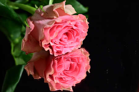 rose very beautiful color opened flower close up
