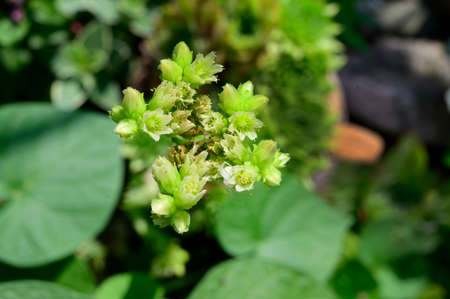 garden flower colorful blossom close up in the sunshine a hot summer dayの写真素材