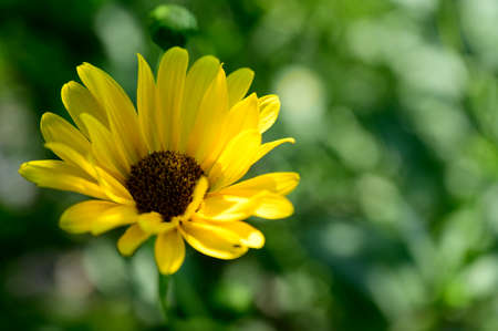 garden flower colorful blossom close up in the sunshine a hot summer dayの写真素材