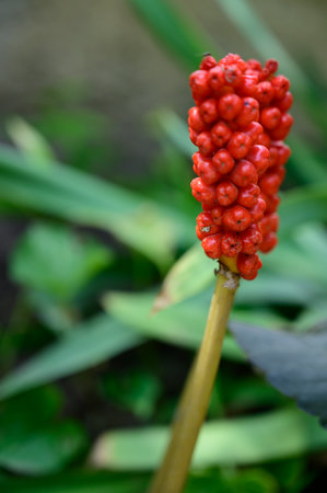 berry flower very pretty blossom close up in my gardenの写真素材