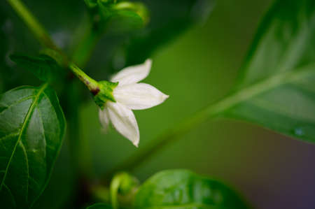 garden flower colorful plant close up in my garden in the sunshineの写真素材
