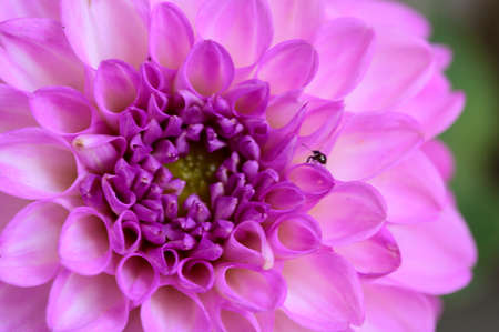 dahlia very nice colorful opened garden flower close upの写真素材