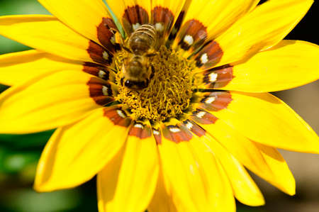 bee very diligent insect close up on the  garden flower