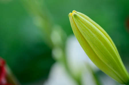 lily bud very nice flower close upの写真素材