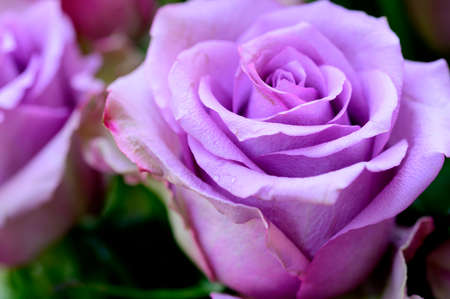 rose very nice colorful opened flower close upの写真素材