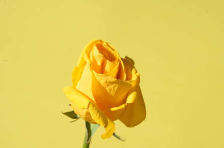 rose very nice colorful opened flower close upの写真素材