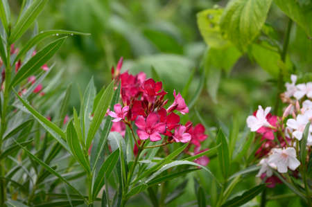 oleander very nice colorful summer flower close up in the sunshine